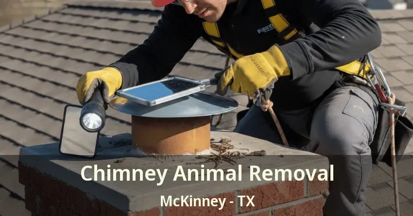 Chimney Animal Removal McKinney - TX Chimney Animal Removal McKinney - TX